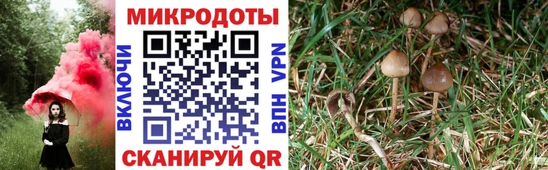 Псилоцибиновые грибы Psilocybine cubensis  Трубчевск 